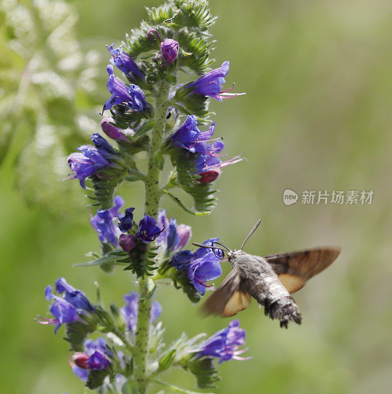 蜂鸟鹰蛾(Macroglossum stellatarum)